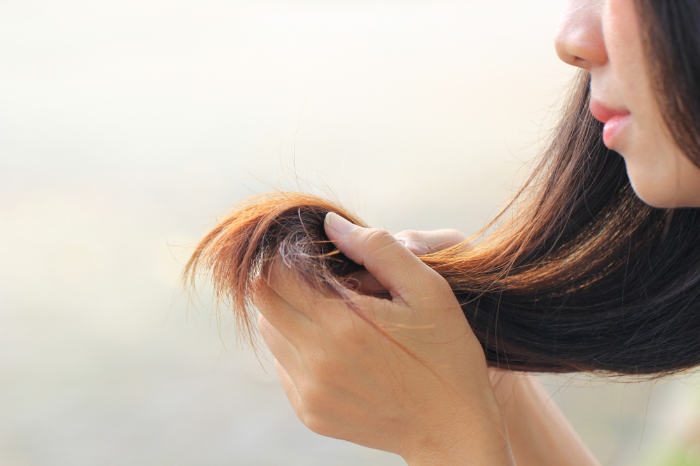 How to treat your dry hair with canola oil?