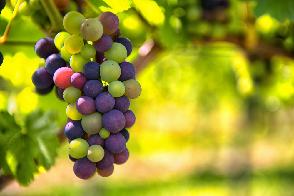 Brooklyn’s first rooftop vineyard