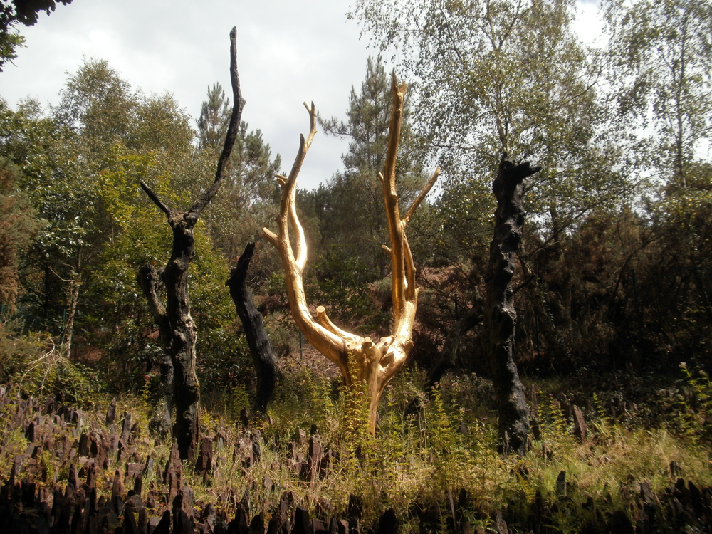 How Growth of Gold on Trees will be of Great Use