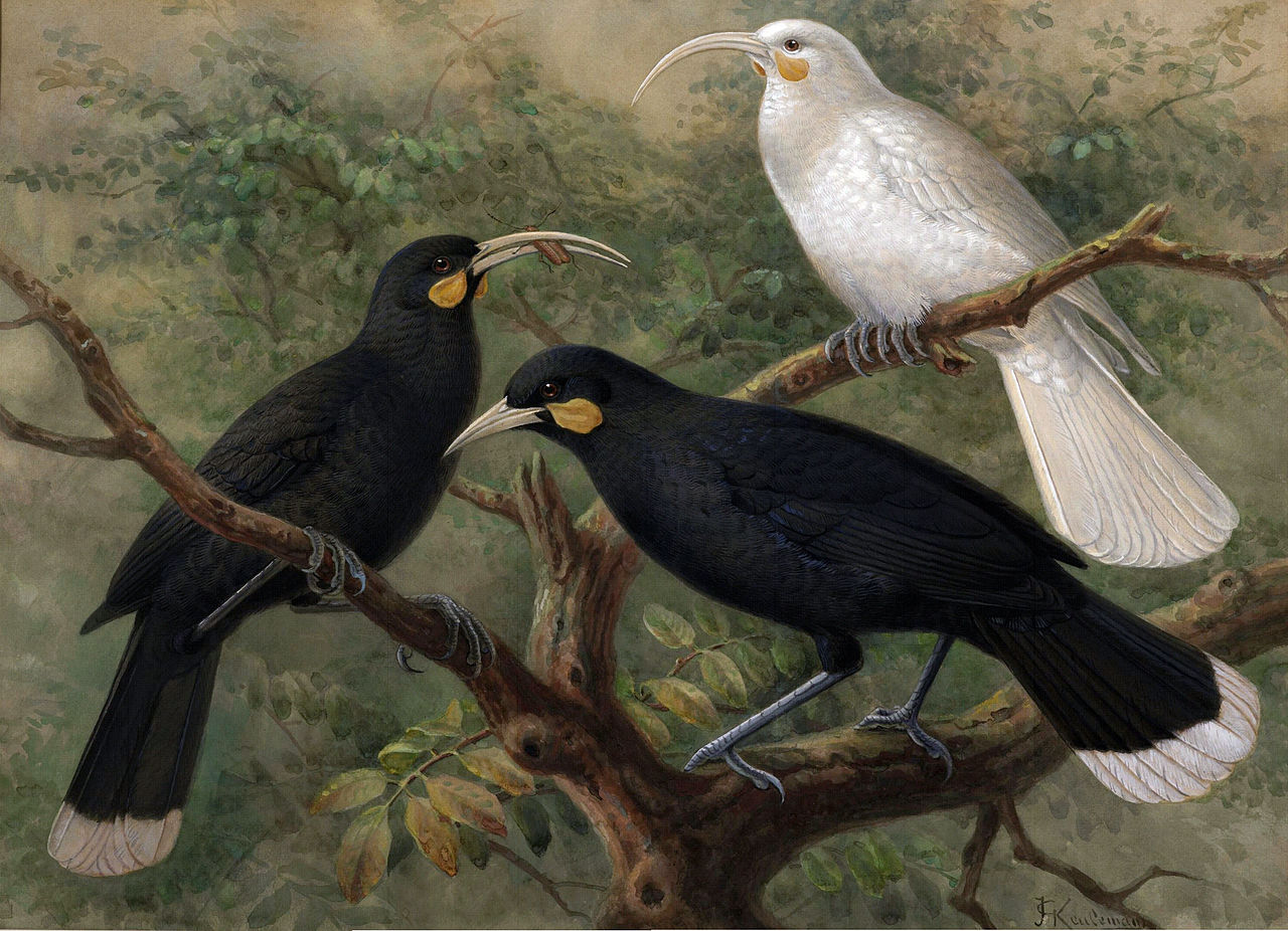 This is the most expensive feather of New Zealand